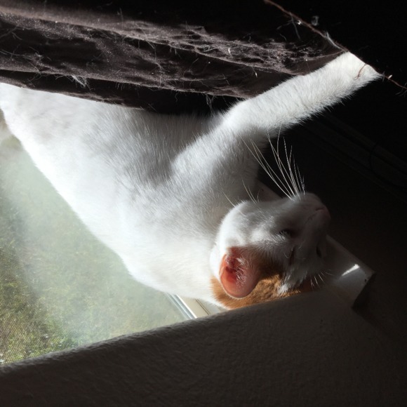 kittenchicky